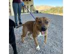 Adopt 56587994 a Pit Bull Terrier, Mixed Breed