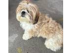 Adopt 56587925 a Shih Tzu, Mixed Breed