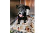 Adopt 56590027 a Pit Bull Terrier, Mixed Breed
