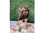 Adopt 56589733 a German Shepherd Dog, Mixed Breed