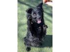 Adopt Negra a Border Collie, Mixed Breed