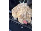 Adopt 56589518 a Miniature Poodle, Mixed Breed