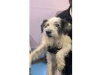 Adopt Zee* a Mixed Breed
