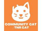 Adopt 56590262 a Domestic Medium Hair