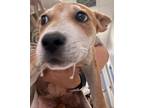 Adopt Hera a Black Mouth Cur, Mixed Breed