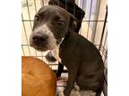 Adopt Rhea a Black Mouth Cur, Mixed Breed