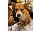 Adopt Calypso a Black Mouth Cur, Mixed Breed