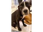 Adopt Iris a Black Mouth Cur, Mixed Breed