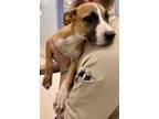 Adopt Athena a Black Mouth Cur, Mixed Breed
