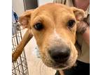 Adopt Aphrodite a Black Mouth Cur, Mixed Breed