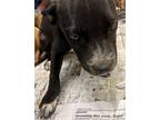 Adopt Electra a Black Mouth Cur, Mixed Breed