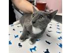 Adopt Candy a Russian Blue, Domestic Short Hair