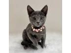 Adopt Pigeon a Domestic Short Hair, Russian Blue