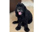 Adopt Olive a Cocker Spaniel