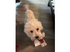 Adopt Poppy a Poodle