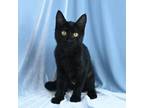 Adopt Isla Rose a Domestic Short Hair
