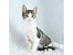 Adopt Collins a Domestic Short Hair