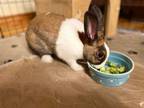 Adopt Pumpkin a Dutch