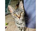 Adopt Hot Air Balloon a Domestic Short Hair