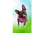 Adopt Coco a Pit Bull Terrier