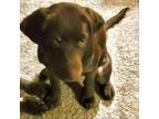 Adopt Phoebe a Chocolate Labrador Retriever
