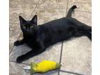 Adopt Ebony a Domestic Short Hair