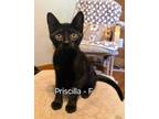 Adopt Priscilla Kitten a Domestic Short Hair