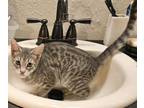 Adopt Livvy Kitten a Domestic Short Hair