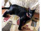 Adopt Miss Renee Kitten a Domestic Short Hair
