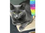 Adopt Wonder Bread a Domestic Short Hair