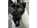 Adopt Hilary a Domestic Short Hair