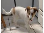 Adopt Sophie a Shetland Sheepdog / Sheltie