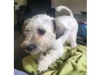 Adopt Susie a Bichon Frise, Poodle
