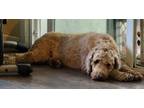 Adopt Daisy a Goldendoodle
