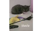 Adopt Stevie (WC-874) a Domestic Long Hair