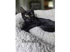 Adopt Danielle a Domestic Short Hair
