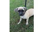 Adopt Cher a Pug, Mixed Breed