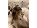 Adopt Rasta a Himalayan