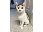 Adopt Moksha a Domestic Short Hair