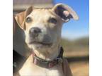 Adopt Autumn a Pit Bull Terrier