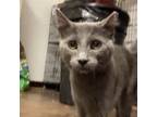 Adopt Iris a Domestic Medium Hair