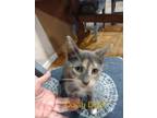 Adopt Daisy Duck a Manx