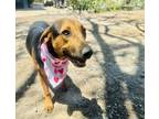 Adopt Petunia a Mixed Breed