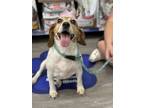 Adopt Floppy a Beagle