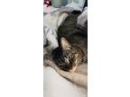 Adopt Sissy a Tabby, Domestic Medium Hair