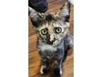 Adopt Squeaky a Tortoiseshell, Domestic Medium Hair