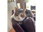 Adopt Noki a Tabby, Calico