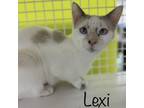 Adopt Lexi a Domestic Short Hair