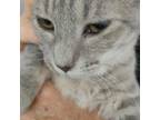Adopt Wanda a Domestic Short Hair