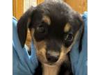 Adopt Charlotte a Dachshund, Mixed Breed